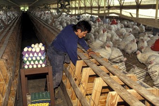 AGRICULTURE, Farming, Poultry, "Collecting eggs from intensively farmed, barn reared chickens."