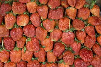 THAILAND, North, Chiang Mai, Close up of locally grown fresh strawberries on sale in market.