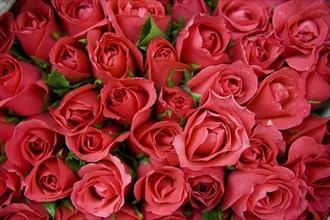 THAILAND, North, Chiang Mai, Close up of locally grown fresh Roses on sale in market.