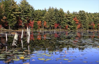 USA, New Hampshire, "Marlborough,", Autumn foliage on Meetinghouse Pond.