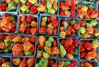 USA, New York State, Rochester, "Public Market, pints of colorful hot peppers, red, orange, grean