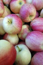 USA, New York State, Cooperstown, "Fly Creek Cider Mill, big bin of apples. "
