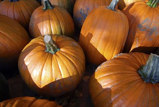 USA, New York State, Cooperstown, Pumpkins for sale.