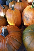 USA, New York State, Cooperstown, Pumpkins for sale.