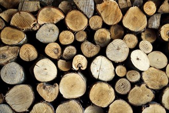 ENVIRONMENT, Deforestation, Logs, End on shot of logs cut foir firewood
