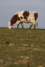 AGRICULTURE, Farming, Animals, "England, East Sussex, South Downs, Cattle, Cow Grazing in the