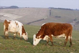AGRICULTURE, Farming, Animals, "England, East Sussex, South Downs, Cattle, Cows Grazing in the