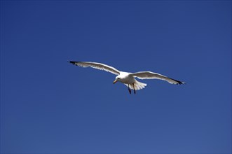 ENGLAND, Dorset, Lyme Regis, Flying Herring Gull over The Cobb.