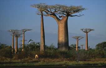 20088884 MADAGASCAR  Morondava The Avenue des Baobabs with girl and white egrets.