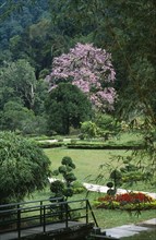 Malaysia, Penang, Georgetown, Penang Botanic Gardens with Queen Of Flowers tree Lagerstroemia
