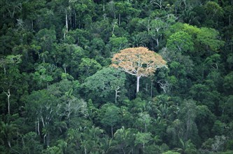 Brazil, Acre, Serro do Divisor National Park,  Aerial view over rainforest and emergent tree in