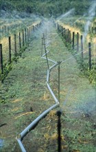 SOUTH AFRICA, Western Cape, Paarl, Irrigation system on vineyard running the length of growing