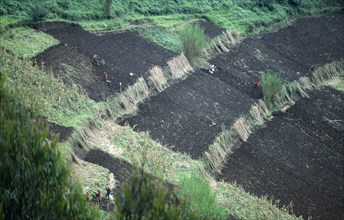 Rwanda, Gishwati, Planting potatoes on hillside cleared for growing crops and divided into plots by