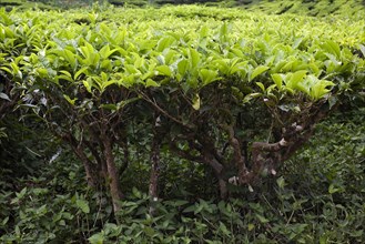 Malaysia, Southern Perak, Cameron Highlands, tea plantation.