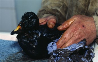 Wales, Pembrokeshire, Tenby, Scooter Duck covered in oil after Sea Empress spill, being cleaned.