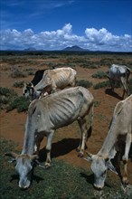 Kenya, Environment, Drought, Samburu cattle weakend by protracted drought and susceptable to death