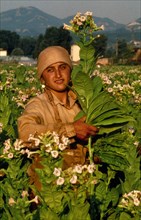 Turkey, Female migrant tobacco worker amongst crops.