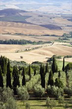 ITALY, Tuscany, Pienza, Countryside of the Val D'Orcia around the town with olive groves and