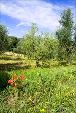 ITALY, Tuscany, Montalcino, Val D'Orcia Red poppies and other yellow wild flowers growing in an