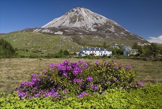 IRELAND, County Donegal, Gweedore Mount Errigal,  Rhododendrons in foreground, the mountain is 2466
