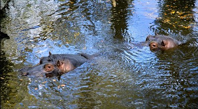 IRELAND, County Dublin, Dublin City, Dublin Zoo, Hippopotamuses swimming in pool with heads visible