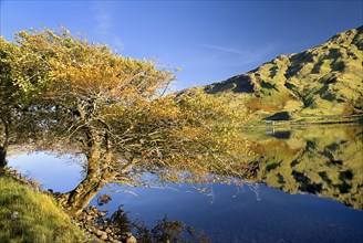 IRELAND, County Galway, Connemara, Kylemore Lough and bush with autumn colours to one side.