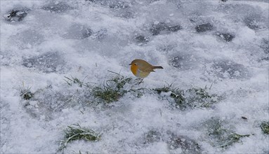 IRELAND, County Roscommon, Boyle, Lough Key Forest Park, Robin in the snow.