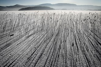IRELAND, Northern, County Fermanagh, Lough MacNean, Frozen lough with reeds casting long shadows