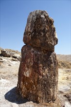 GREECE, North East Aegean, Lesvos Island, Mitilini, Fossilized tree at the ancient fossilized