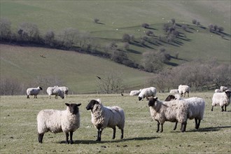 AGRICULTURE, Farming, Animals, sheep grazing on the south downs near Ditchling, East Sussex,