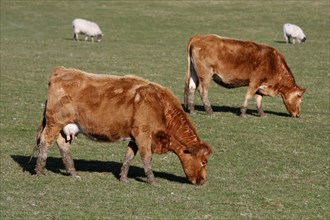 AGRICULTURE, Farming, Animals, Cattle grazing on the south downs near Ditchling, East Sussex,