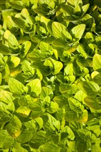 Agriculture, Farming, Herbs, Oregano Origanum vulgare a perennial herb of the mint family native to