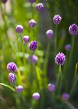 Agriculture, Farming, Herbs, Chives Allium schoenoprasum in flower the smallest species of the