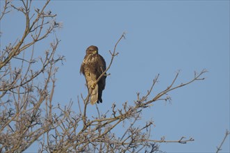 Scotland, Perthshire, Bird of prey perched in tree during winter frost.