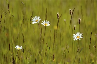Flora & Fauna, Wild Flowers, Daisies in a field of grass.