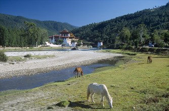 BHUTAN, Punakha, Punakha Dzong fortress temple by the Mo Chhu Mother River. Horses grazing on grass