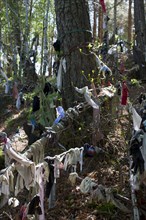 Scotland, Black Isle, Munlochy, Clootie Well, Clothing hanging from trees as part of an ancient pre