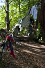 Scotland, Black Isle, Munlochy, Clootie Well, Clothing hanging from trees as part of an ancient pre