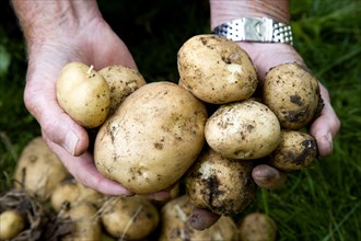 England, West Sussex, Bognor Regis, Man holding freshly unearthed potatoes in a vegetable plot on