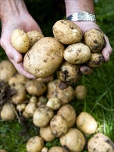 England, West Sussex, Bognor Regis, Man holding freshly unearthed potatoes in a vegetable plot on