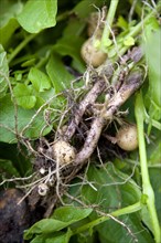 England, West Sussex, Bognor Regis, Freshly unearthed potatoes showing roots of plant in a