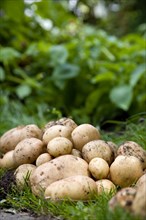 England, West Sussex, Bognor Regis, Freshly unearthed potatoes in a vegetable plot on an allotment.