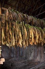 Cuba, Vinales, Tobacco leafs suitable for cigars hanging in a drying house on a plantation in the