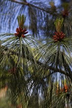 Ireland, North, Belfast, Botanic Gardens, details of Pine tree male pollen cone shaped like a