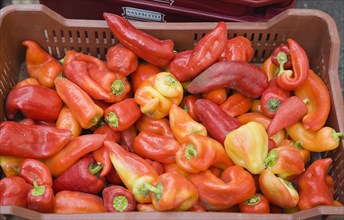 Budapest, Pest County, Hungary. Capsicum annuum bell peppers or chili peppers for sale at stall at