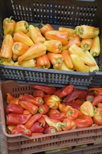 Budapest, Pest County, Hungary. Crates of yellow red and orange Capsicum annuum bell peppers or
