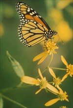 Monarch butterfly Danaus plexippus. Animal Animals Beautiful Beauty Beauty In Nature Botanical
