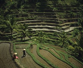Ubud, Bali, Indonesia. Rice terraces with workers in the paddies. Indonesia Asia South East