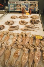 Athens, Attica, Greece. Central market Display of fresh squid and octopus. Greece Greek Europe
