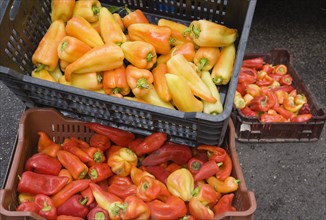 Budapest, Pest County, Hungary. Crates of yellow red and orange Capsicum annuum bell pepper or
